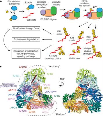 Intricate Regulatory Mechanisms of the Anaphase-Promoting ... Biology Diagrams